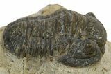 Detailed Gerastos Trilobite Fossil - Morocco #310269-2